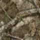 Hoyt RX-9 SD Compound Bow